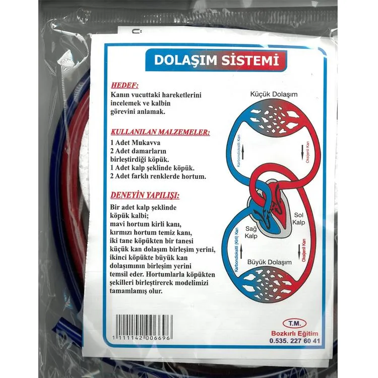 BOZKIRLI EĞİTİM - DOLAŞIM SİSTEMİ MODELİ