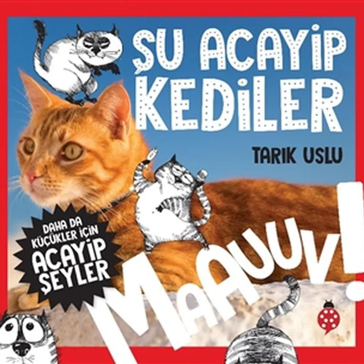 DAHA DA KÜÇÜKLER İÇİN ACAYİP ŞEYLER 1 - ŞU ACAYİP KEDİLER