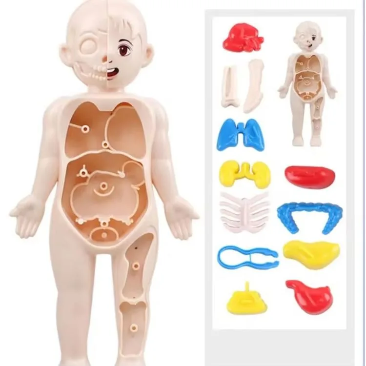 JOCCO 3 BOYUTLU İNSAN ANATOMİSİ POŞETLİ 20 CM