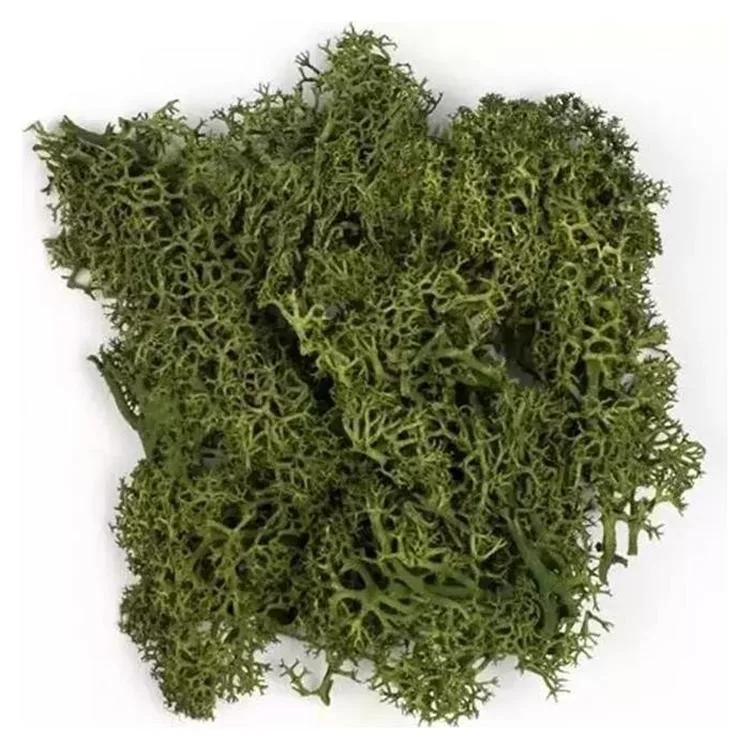 JORDANIA MAKET JE00-0501226 YOSUN YAPRAK YEŞİLİ 10gr.